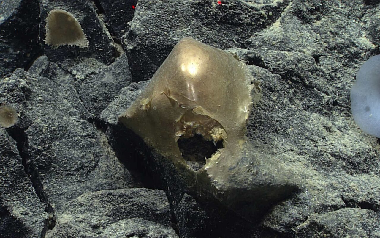 A ‘Golden Orb’ on the Ocean Floor Came From a Mysterious Animal