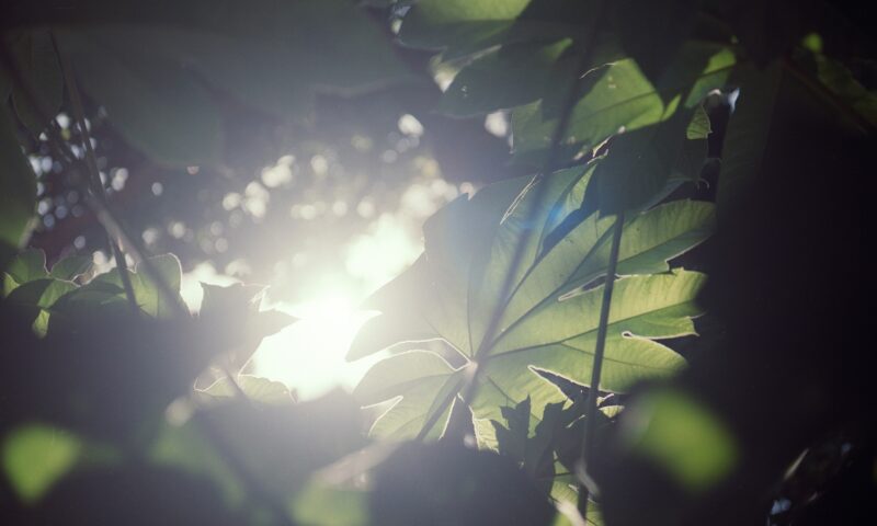 Memories of Green