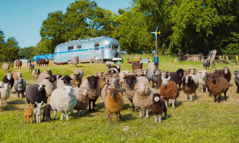 The Sheep Detectives Is More Than Just Fluff