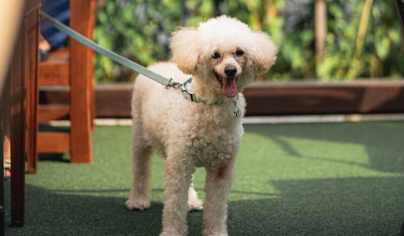 Raffles Courtyard to become pet-friendly from Jun 1 alongside new menu and dining deals