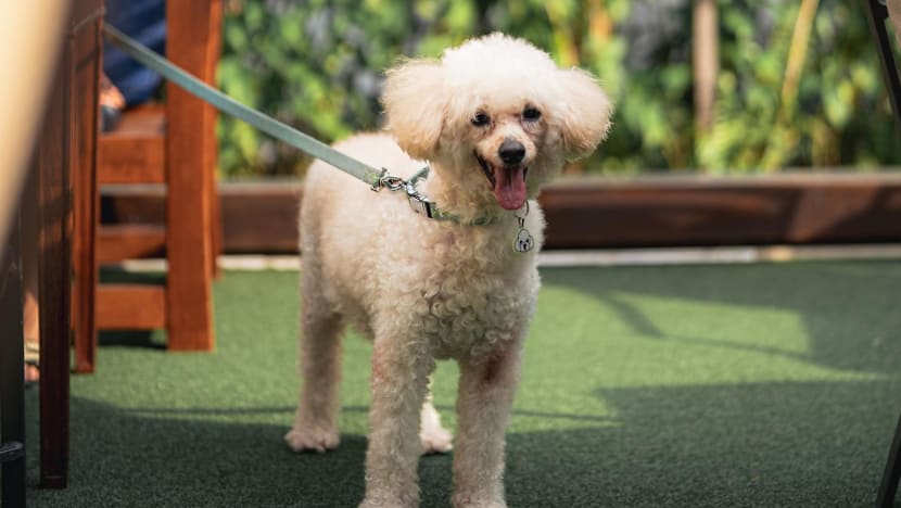Raffles Courtyard to become pet-friendly from Jun 1 alongside new menu and dining deals