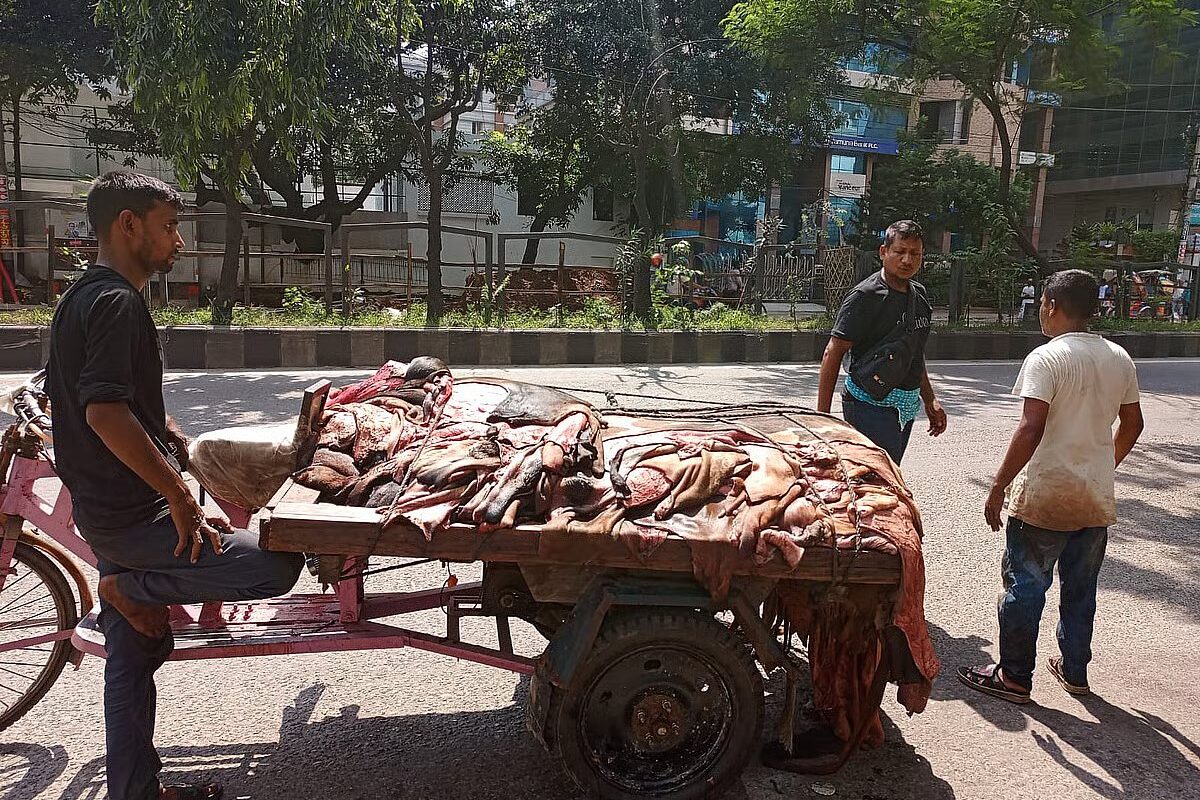 Prices of sacrificial animal hides in Dhaka lower than last year
