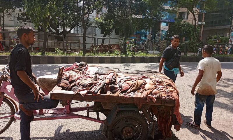 Prices of sacrificial animal hides in Dhaka lower than last year