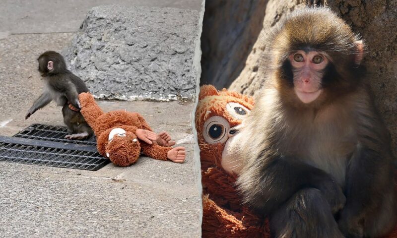 American tourists arrested in Japan after alleged break-in at viral monkey Punch’s enclosure