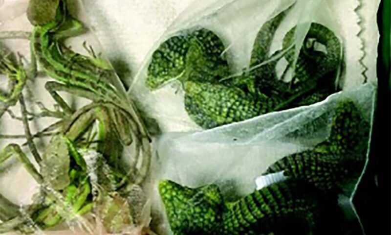Baby crocodile smuggler from Oxnard headed to federal prison