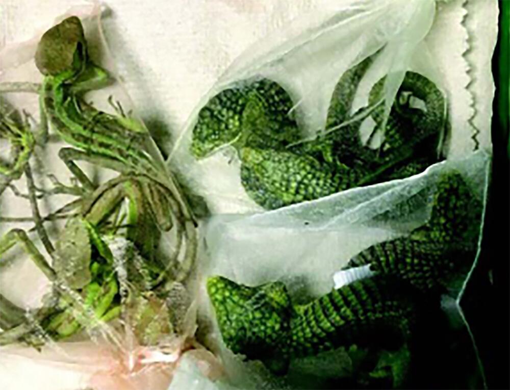 Baby crocodile smuggler from Oxnard headed to federal prison