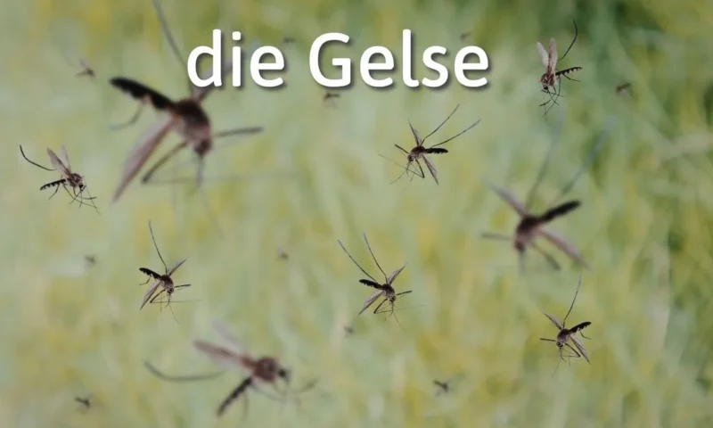 German Word of the Day: die Gelse