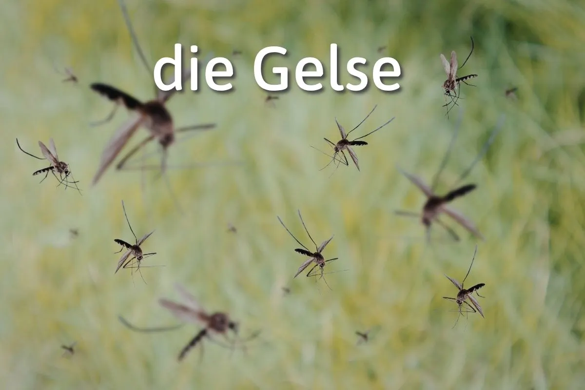 German Word of the Day: die Gelse