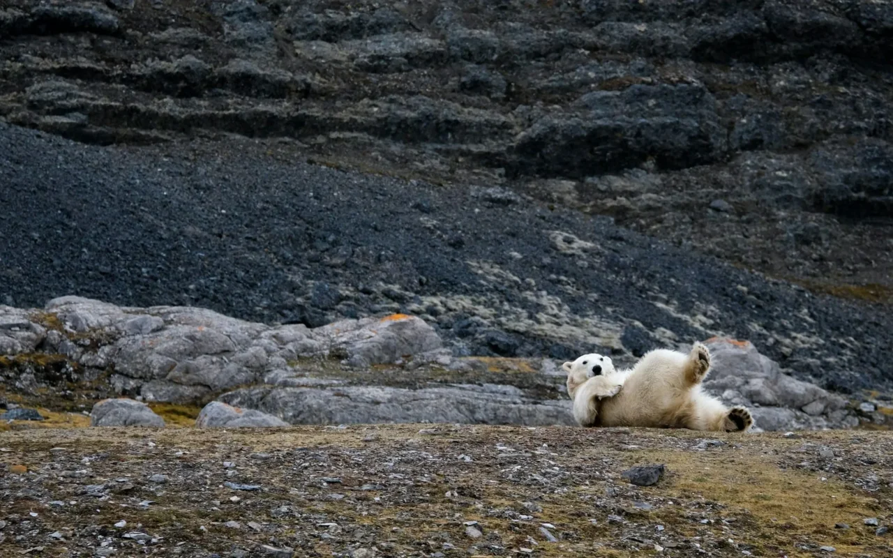 Norway reports Europe’s first case of bird flu in a polar bear