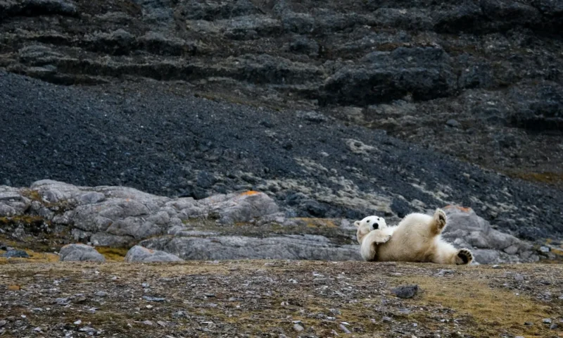 Norway reports Europe’s first case of bird flu in a polar bear