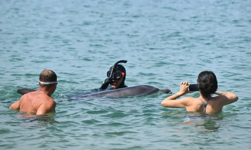 ‘Curious’ dolphin charms French town but experts concerned
