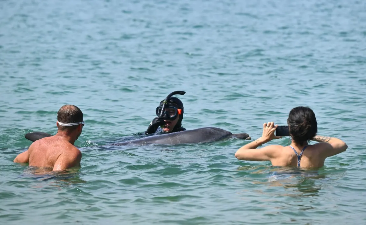 ‘Curious’ dolphin charms French town but experts concerned