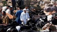 وزارة الزراعة تصدر دليلًا إرشاديًا لاختيار الأضاحي