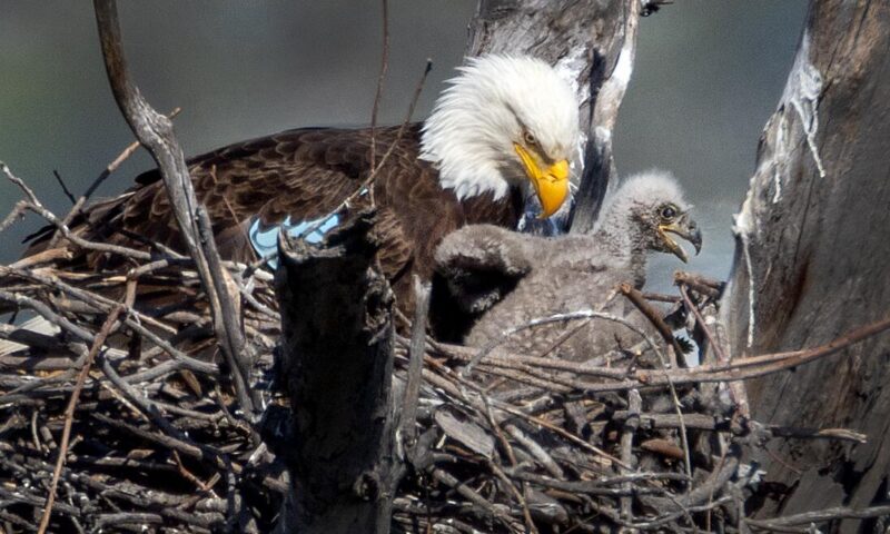 Two bald eagles seen taking it easy in L.A. County park