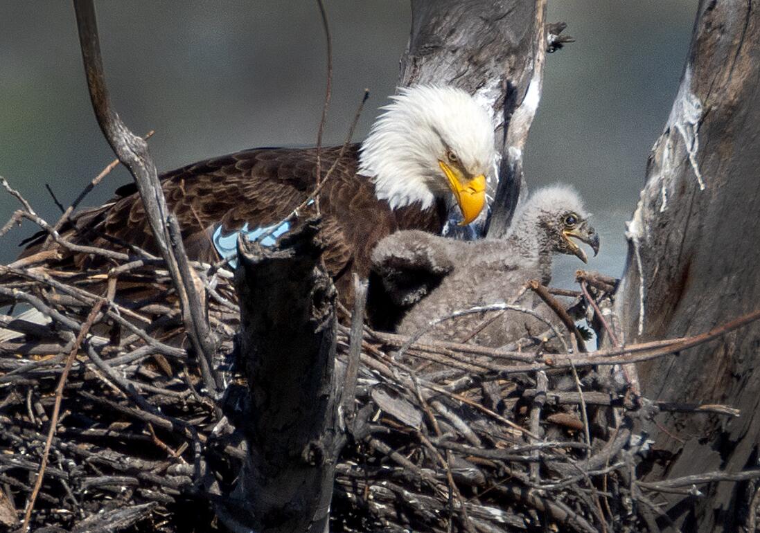 Two bald eagles seen taking it easy in L.A. County park