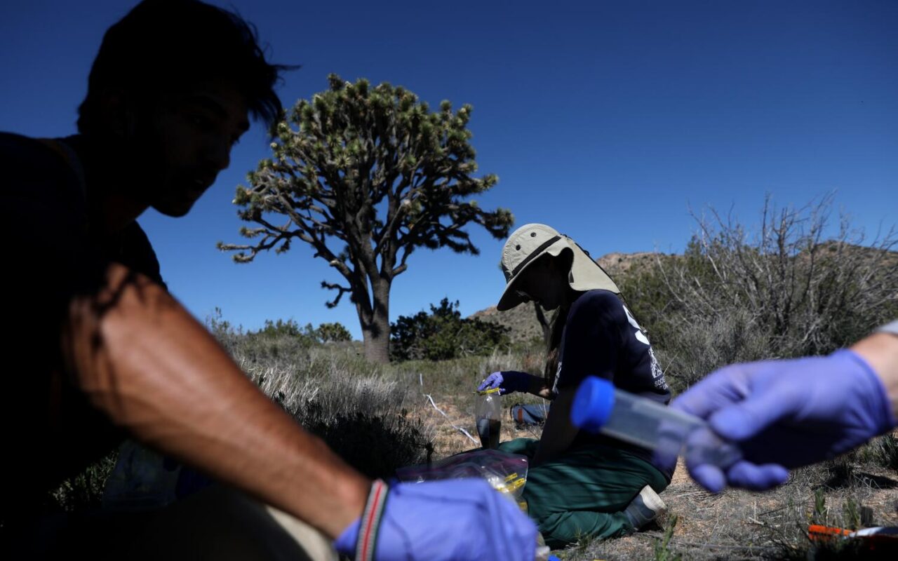California’s Joshua trees are disappearing. There’s hope these fungi can help them