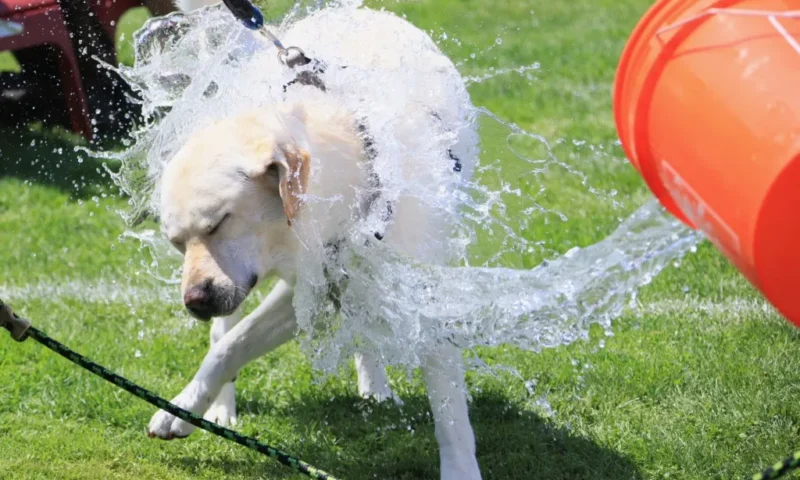 EXPLAINED: The rules to follow if a pet dies in France