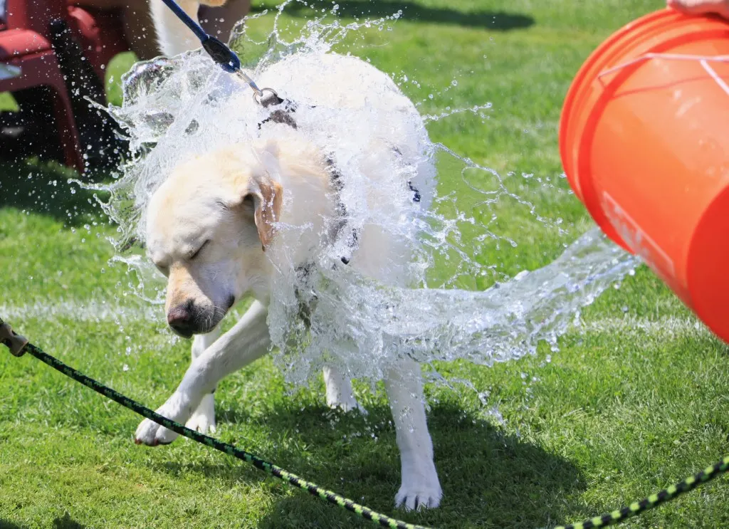 EXPLAINED: The rules to follow if a pet dies in France
