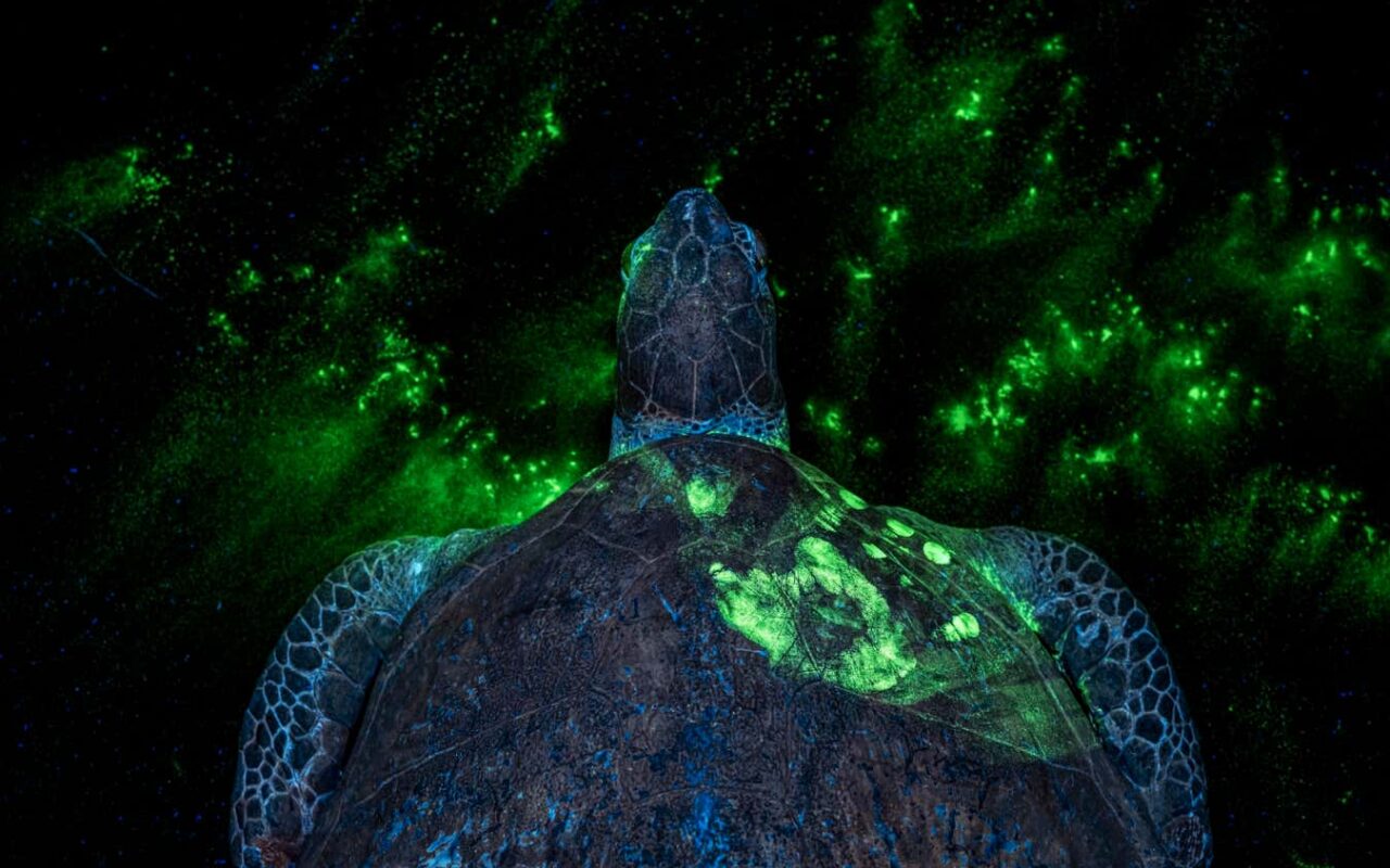 Shocking turtle photo reveals efforts to combat illegal wildlife trade