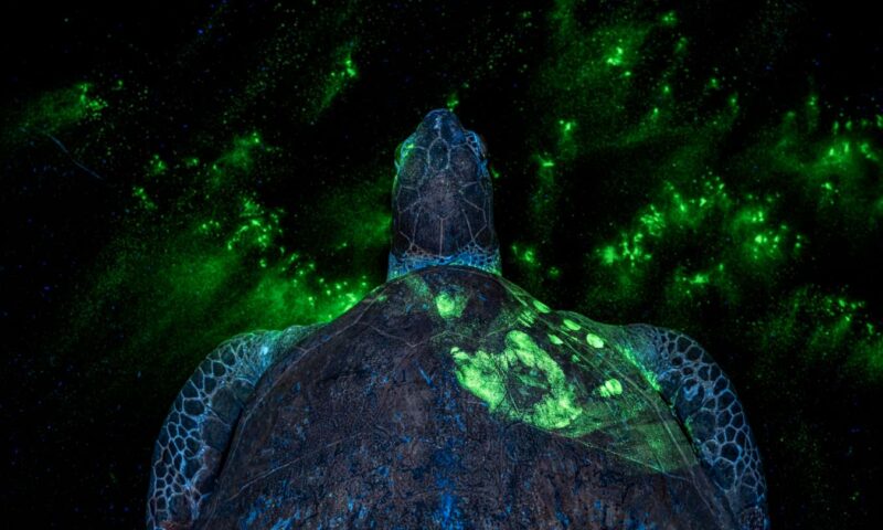 Shocking turtle photo reveals efforts to combat illegal wildlife trade