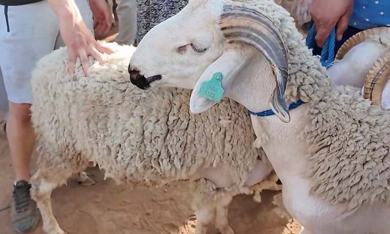 الأكباش واشتعال الأسعار