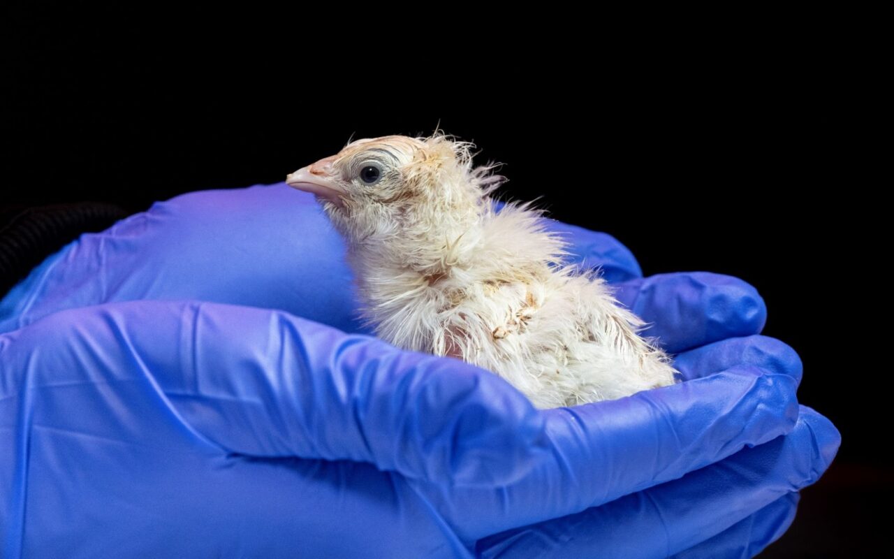 Pictured: First chicks hatched from artificial eggs, according to de-extinction firm