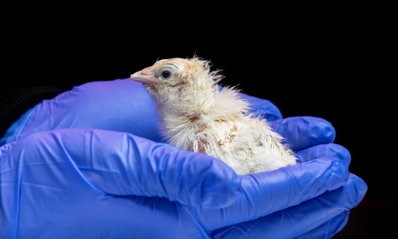Pictured: First chicks hatched from artificial eggs, according to de-extinction firm