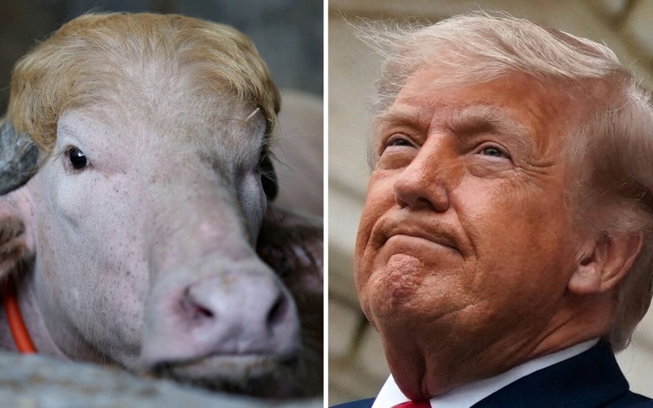 Viral ‘Donald Trump’ buffalo spared from sacrifice in Bangladesh