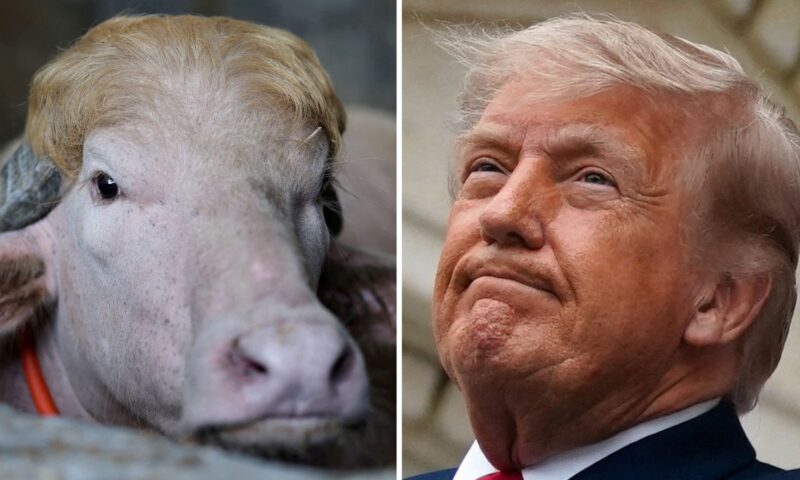 Viral ‘Donald Trump’ buffalo spared from sacrifice in Bangladesh