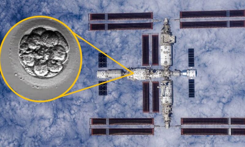 China launches ‘human artificial embryos’ to space in bid to see whether reproduction is possible off-world