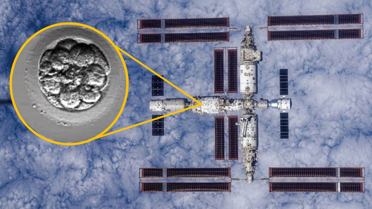 China launches ‘human artificial embryos’ to space in bid to see whether reproduction is possible off-world