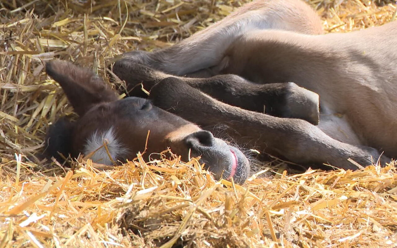 2 endangered Ojibwe spirit horses born in Manitoba