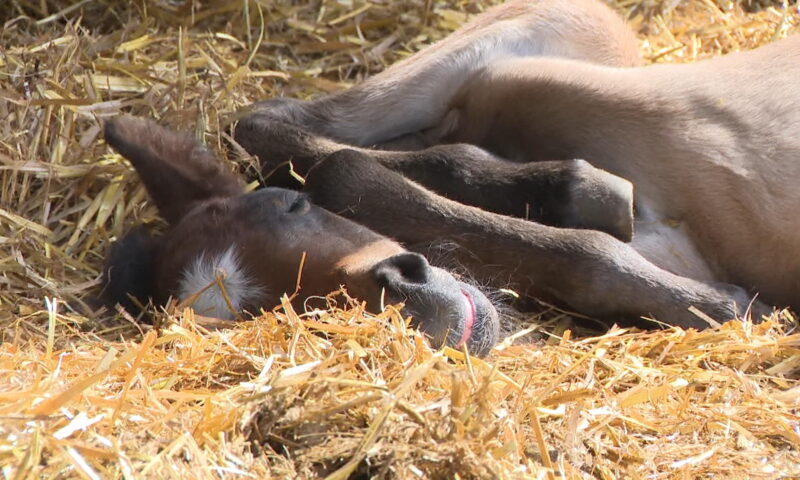 2 endangered Ojibwe spirit horses born in Manitoba