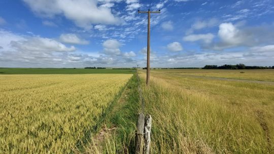 Milei announces cut in export duties for wheat, barley, soy