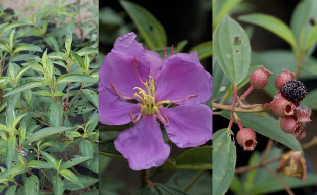UP study: Wild plants may help disaster-hit communities survive