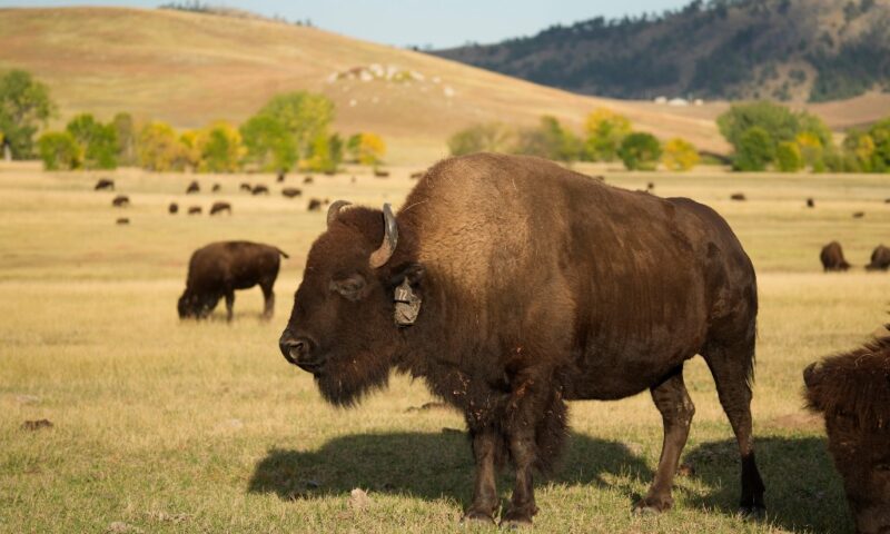 70-year-old woman dead after being struck by bison in South Dakota