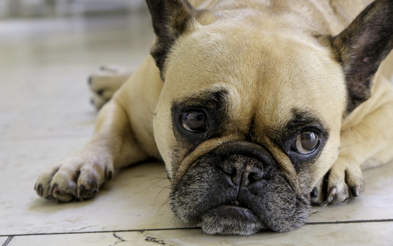 Ten most affordable dog breeds to own in the UK – is your pup on the list?