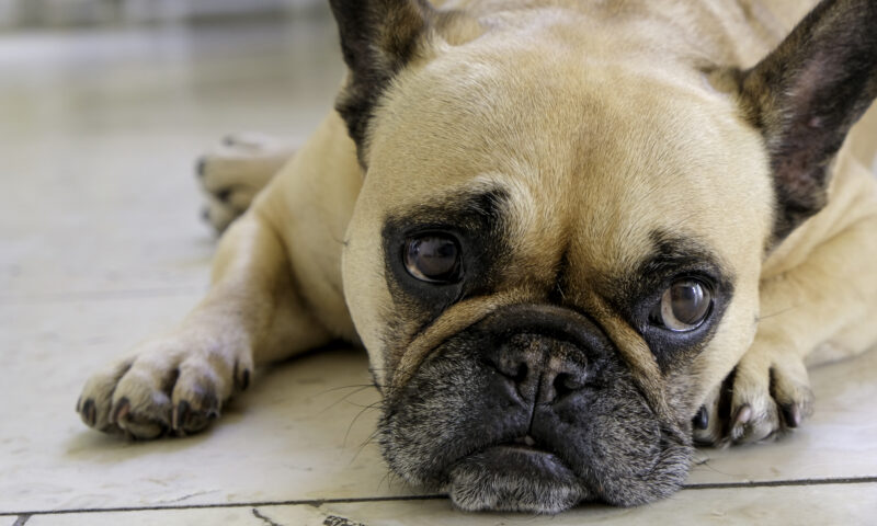Ten most affordable dog breeds to own in the UK – is your pup on the list?