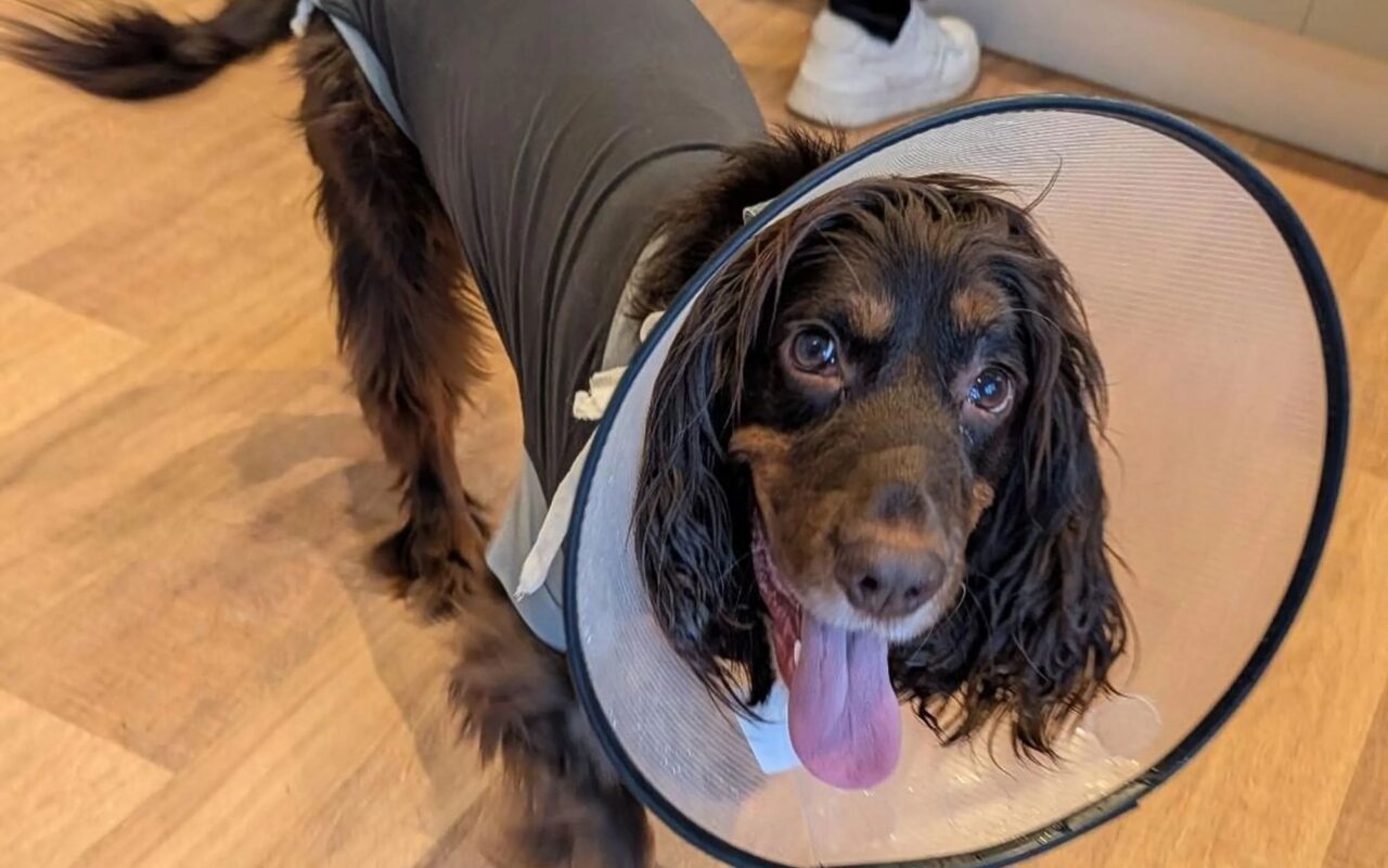 Warning as mum’s £1.29 BBQ turns into £5,000 vet nightmare after pet dogs gobble deadly leftovers