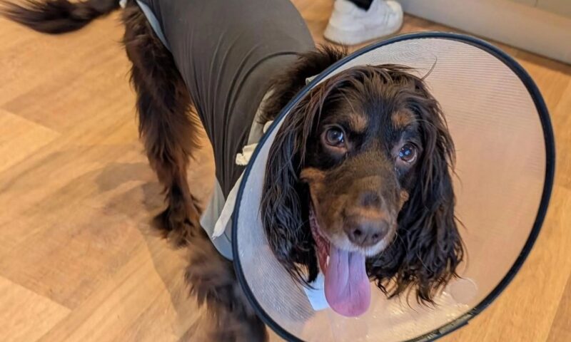 Warning as mum’s £1.29 BBQ turns into £5,000 vet nightmare after pet dogs gobble deadly leftovers