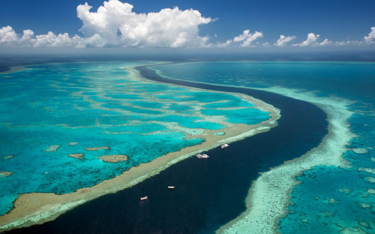 Man, 39, mauled by shark in horror attack while fishing on Great Barrier Reef as witnesses pulled him from water