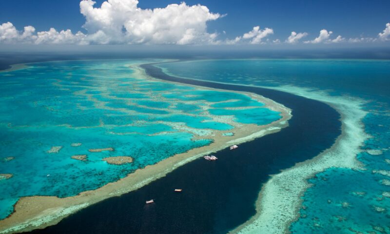 Man, 39, mauled by shark in horror attack while fishing on Great Barrier Reef as witnesses pulled him from water