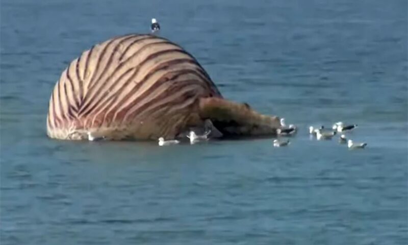 Whale Timmy ‘set to EXPLODE’ on beach as its rotting carcass slowly inflates after ‘catastrophic’ rescue attempt