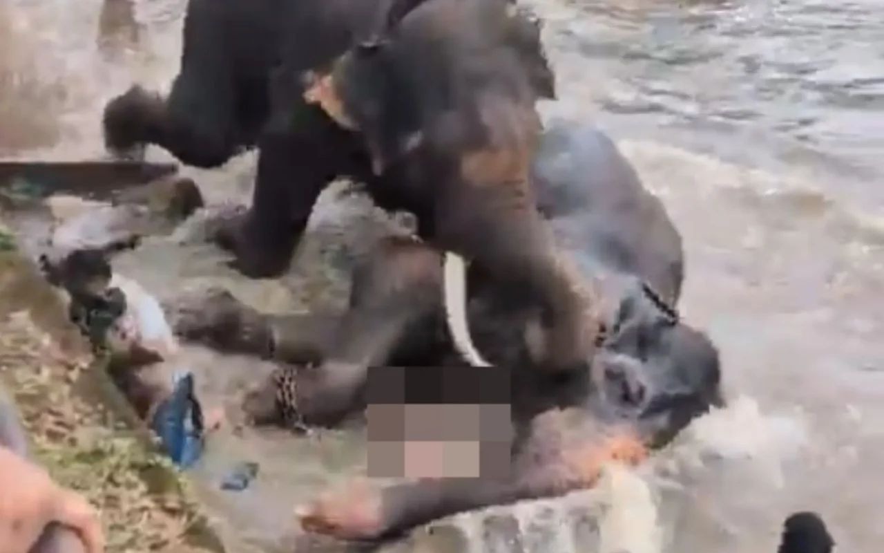 Moment tourist & mum-of-one is trampled to death after getting caught up in terrifying elephant fight
