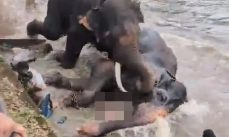 Moment tourist & mum-of-one is trampled to death after getting caught up in terrifying elephant fight