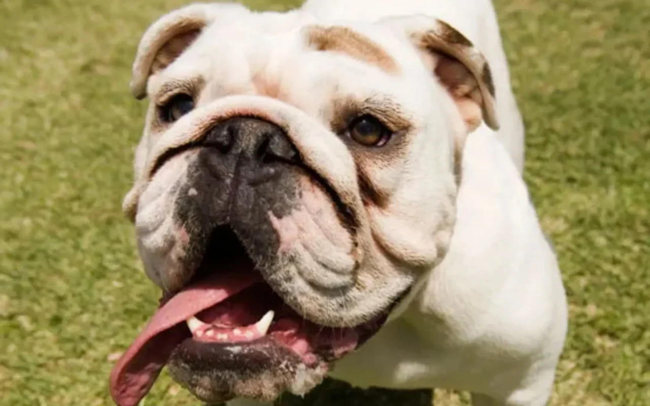 When is it too hot to walk a dog? What the UK heatwave means for your pet’s safety