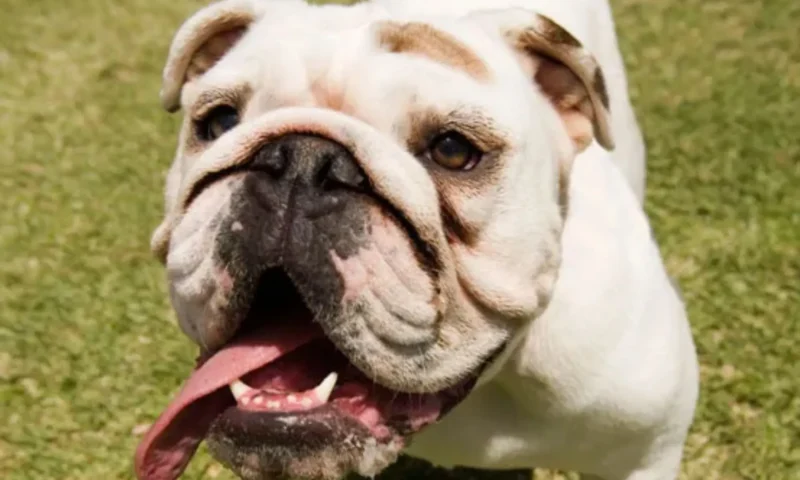 When is it too hot to walk a dog? What the UK heatwave means for your pet’s safety