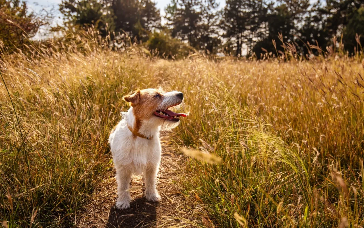 B&M is selling out of 50p summer essential that keeps your dog cool on hot nights – and it costs nothing to run