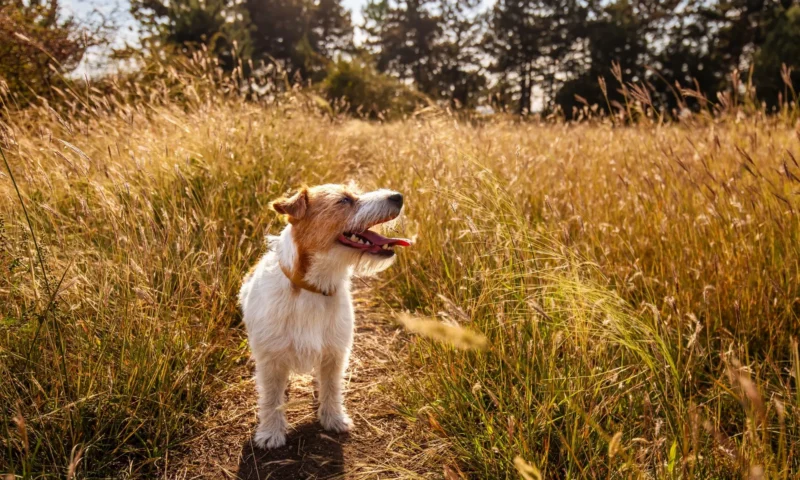 B&M is selling out of 50p summer essential that keeps your dog cool on hot nights – and it costs nothing to run