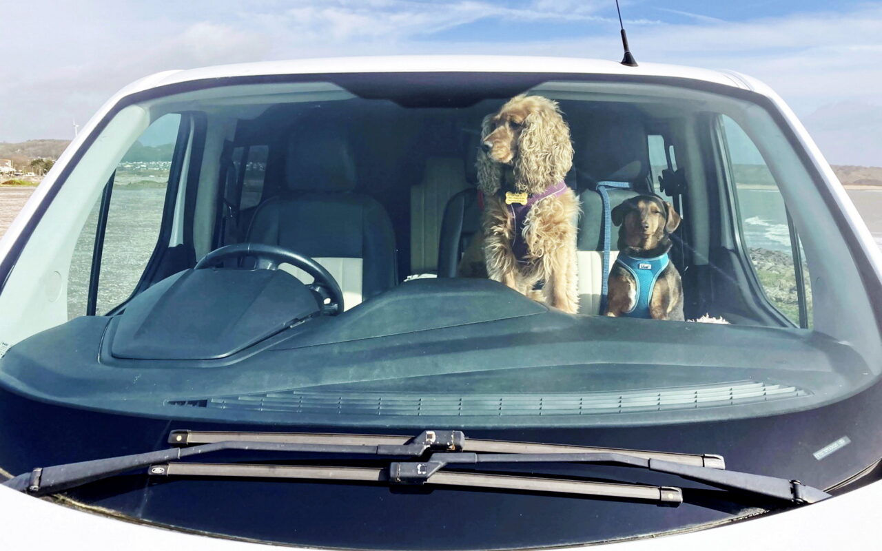 Four things to do if you see a dog stuck in warm car as temperatures soar to 35C